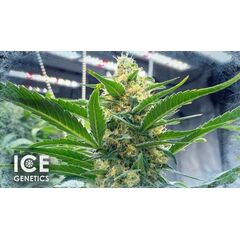 Bruce Banner Auto, Фасовка: 5